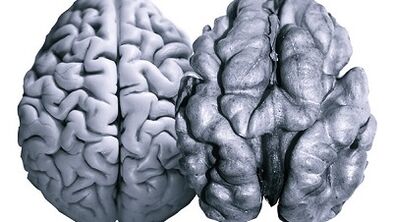 Nueces útiles para la actividad cerebral