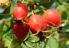 Las ventajas de la vitamina P para el cerebro